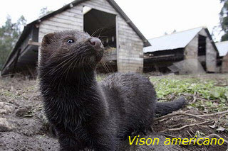 Re: Plaga de visones en el Orbigo